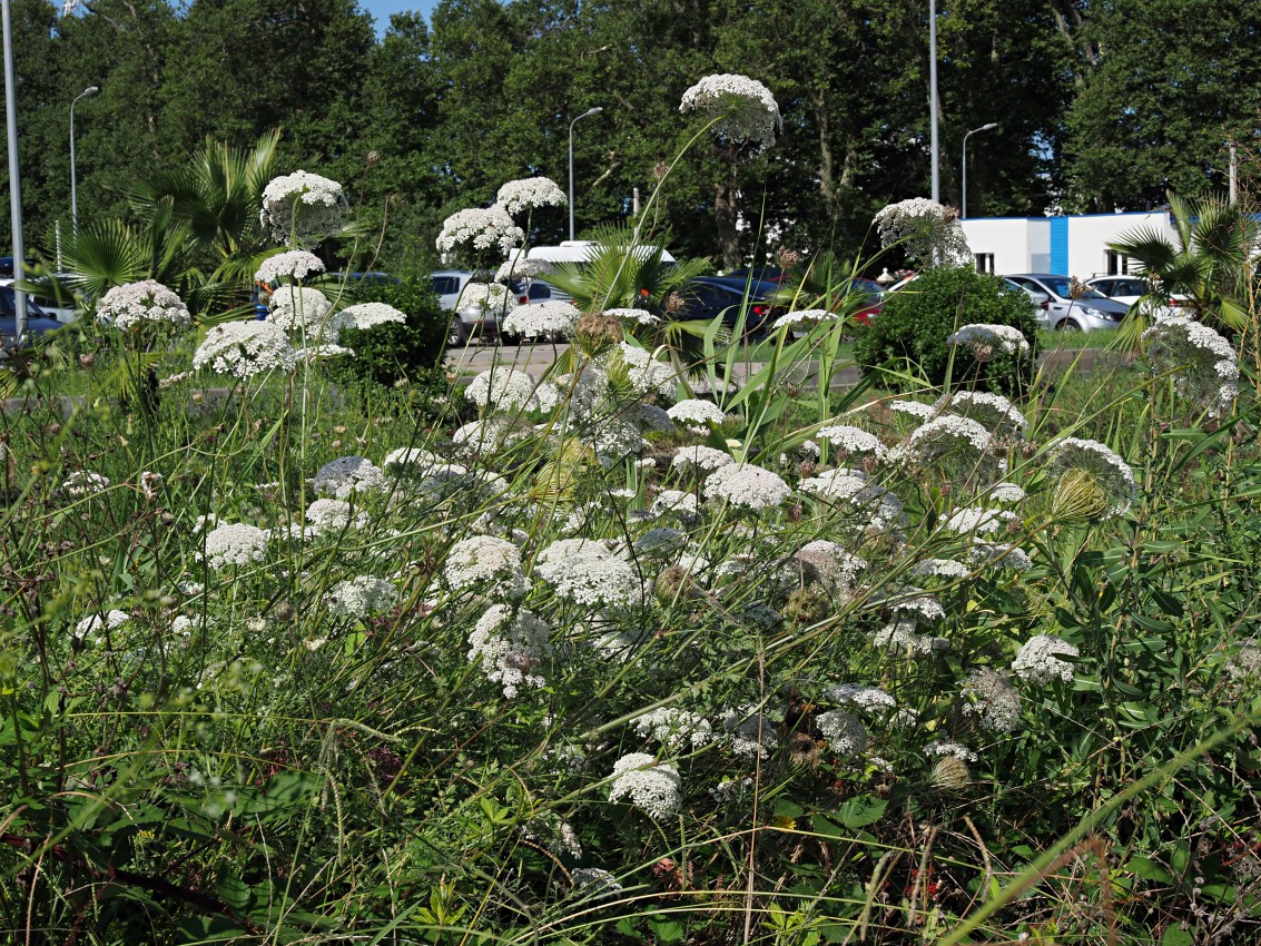 Изображение особи Daucus carota.