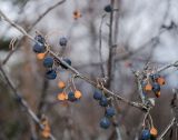 Cotoneaster melanocarpus. Часть покоящейся ветви с подсыхающими зрелыми плодами. Башкортостан, Белорецкий р-н, Шигаевский сельсовет, окр. дер. Хусаиново, гора Куксапкан, подножие скального гребня. 5 ноября 2021 г.