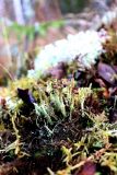 Cladonia gracilis subspecies turbinata