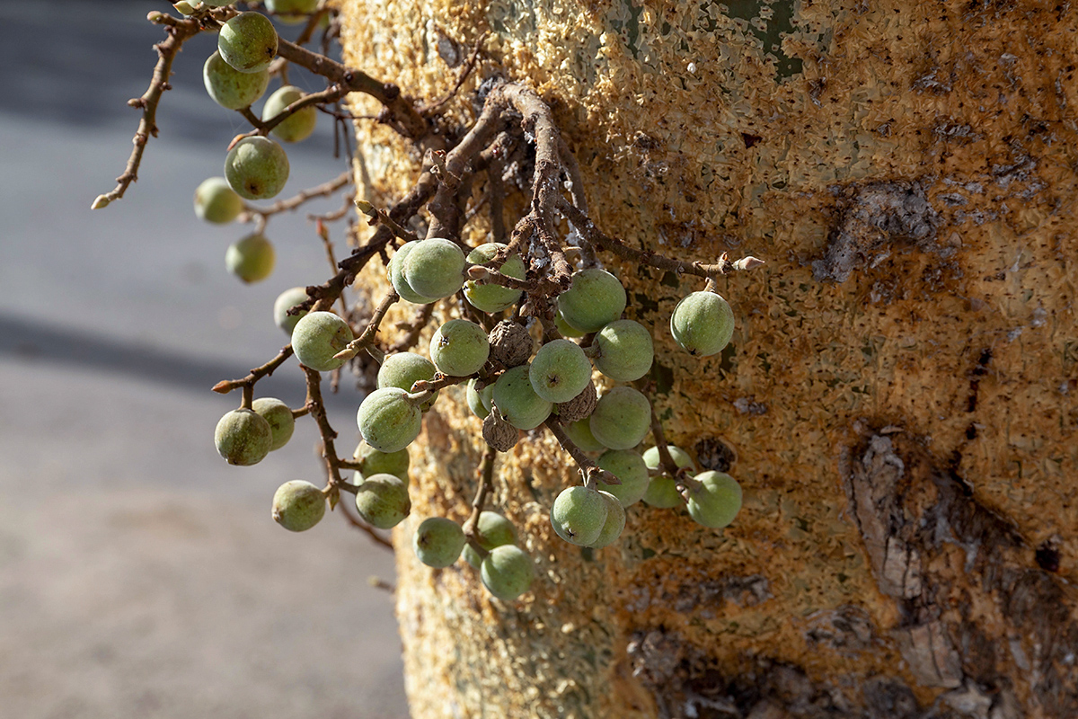 Изображение особи Ficus sycomorus.