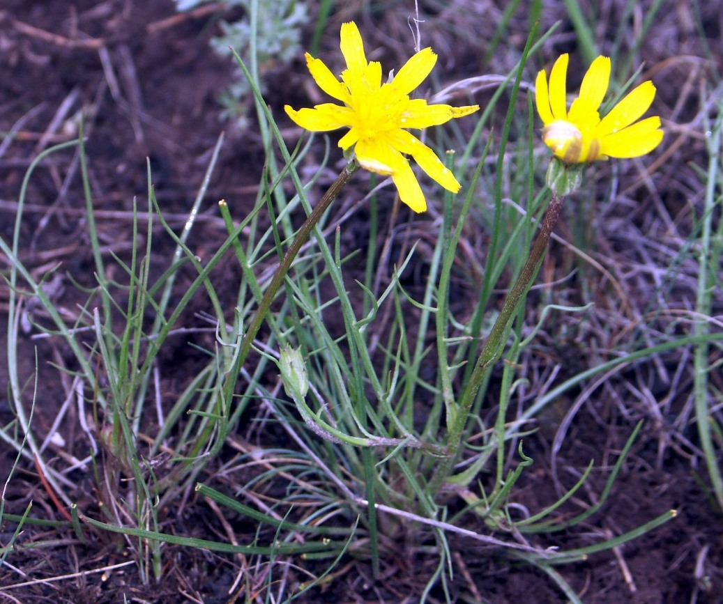 Image of Scorzonera cana specimen.