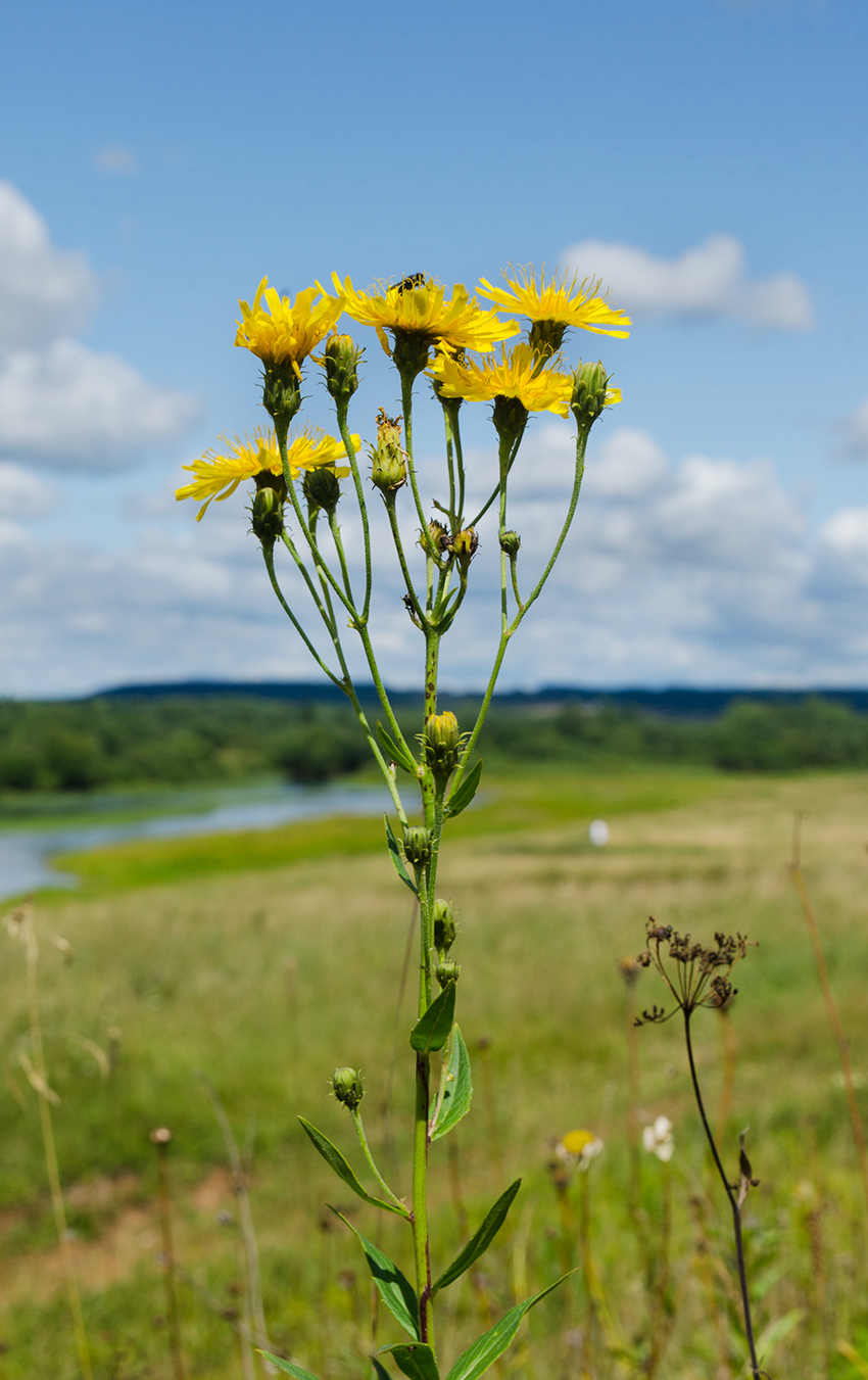 Изображение особи Hieracium umbellatum.