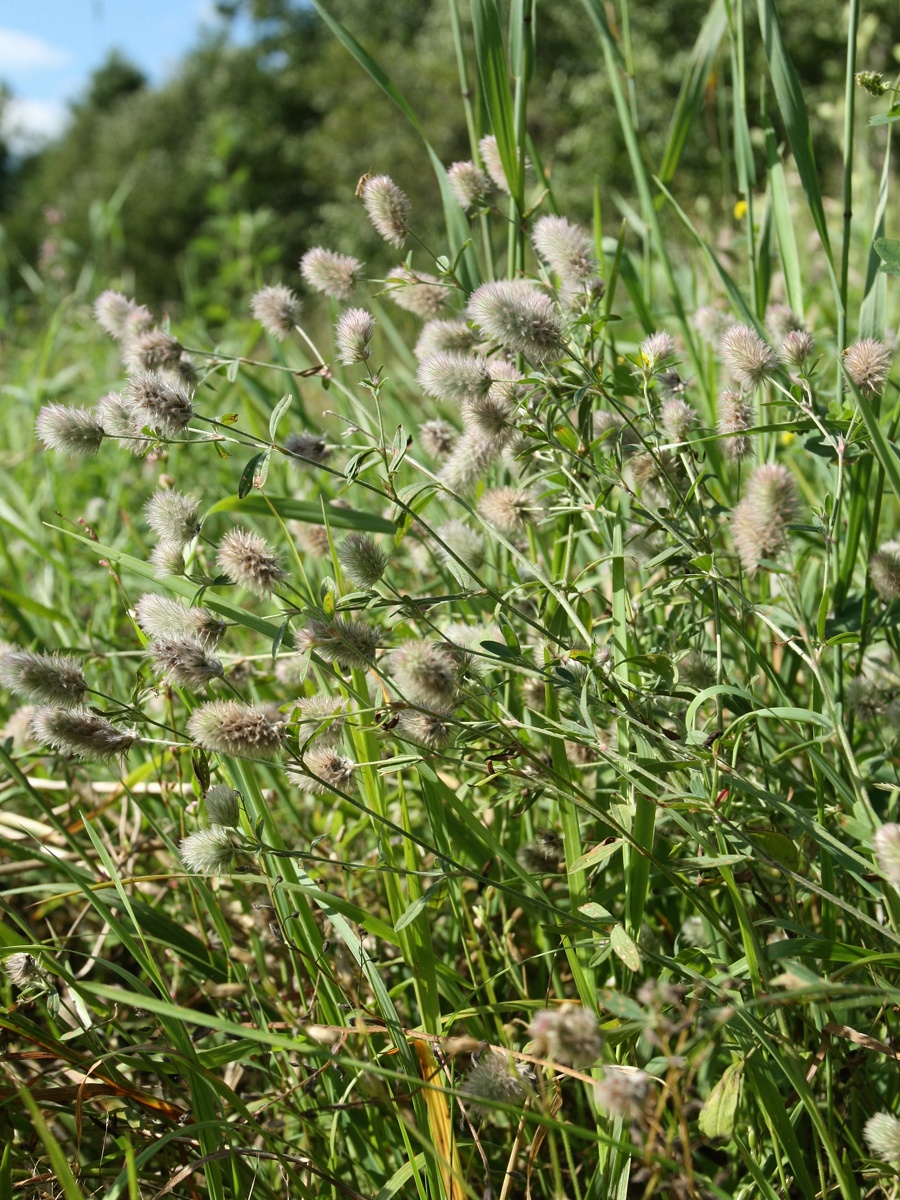 Image of Trifolium arvense specimen.