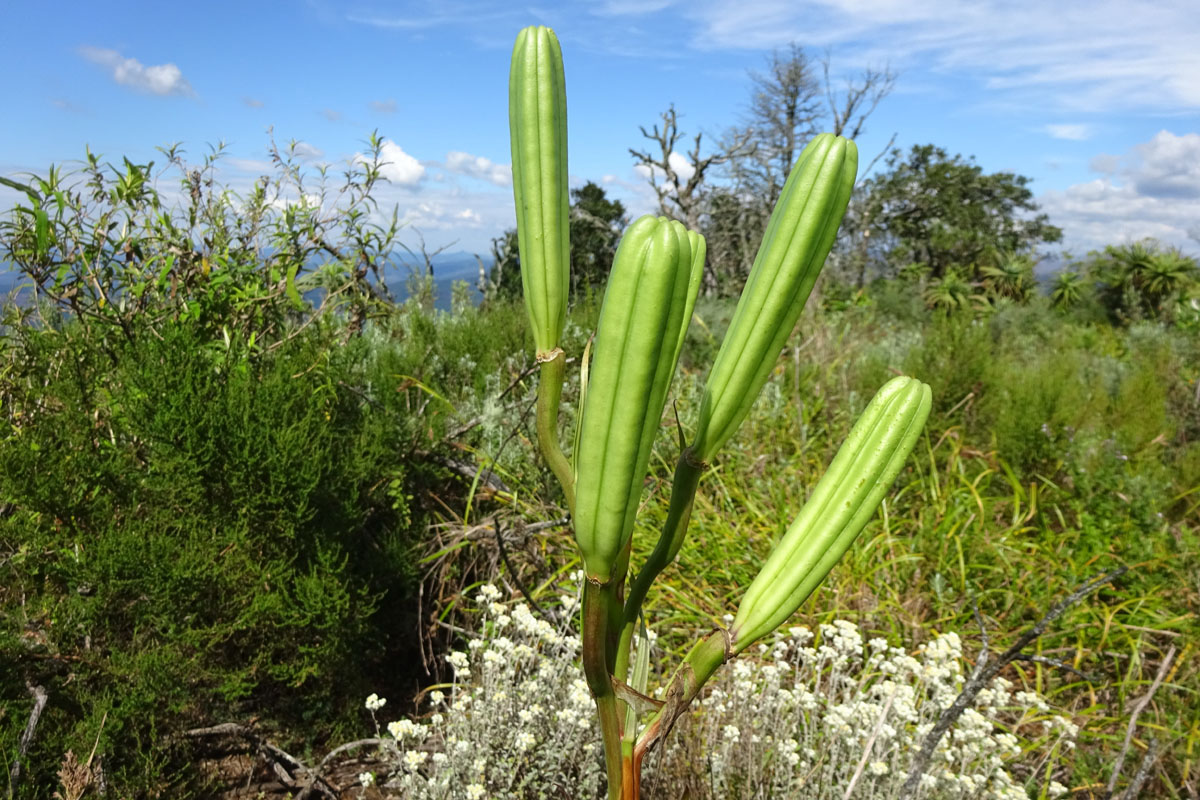 Image of Lilium formosanum specimen.