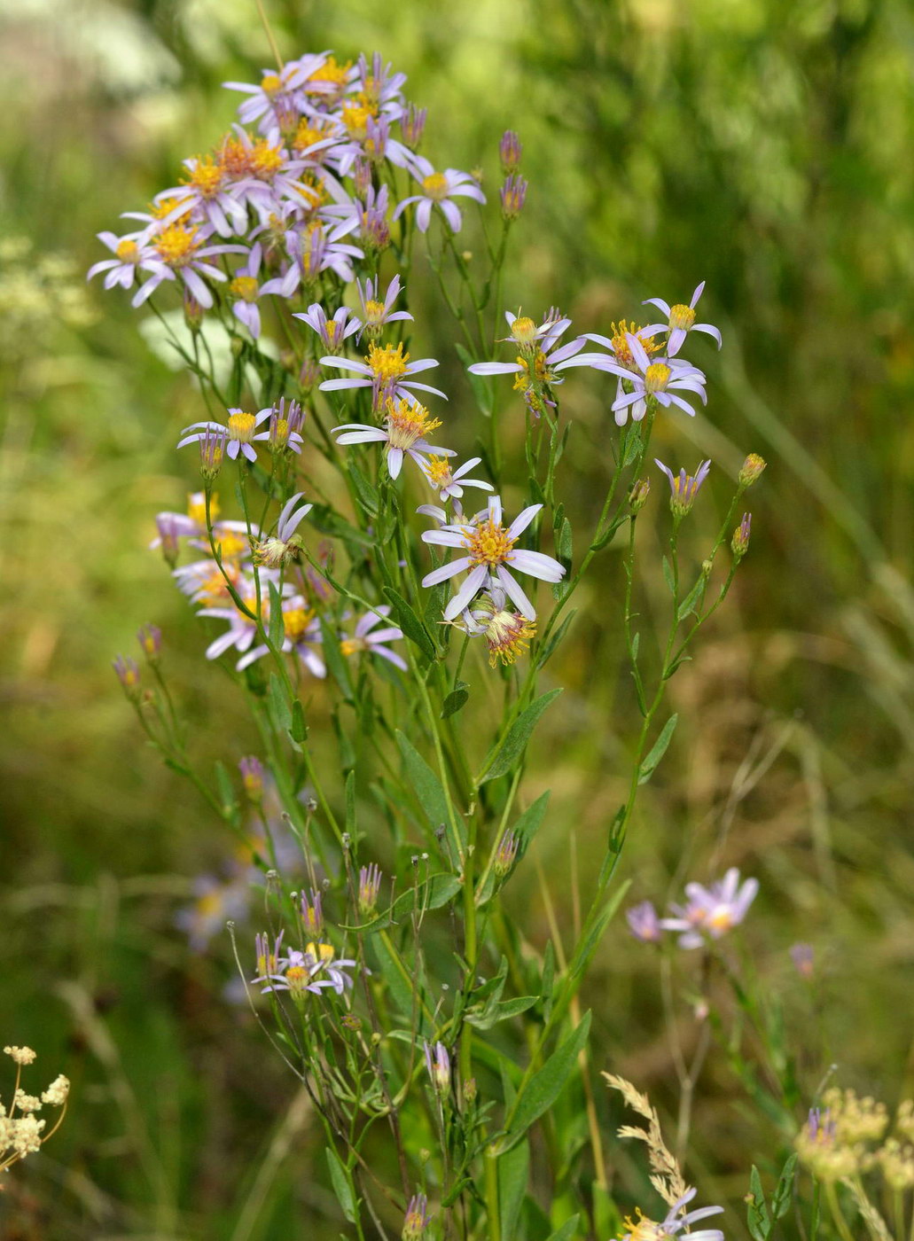 Изображение особи Galatella coriacea.