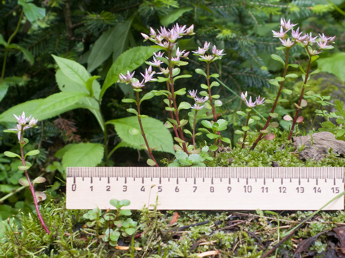 Image of Sedum stoloniferum specimen.