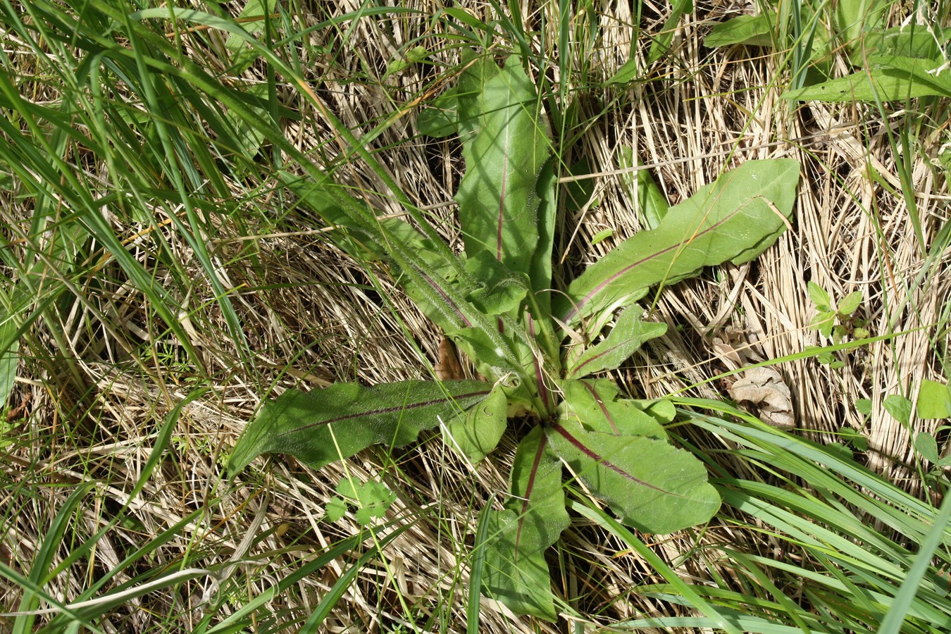 Image of Trommsdorffia maculata specimen.