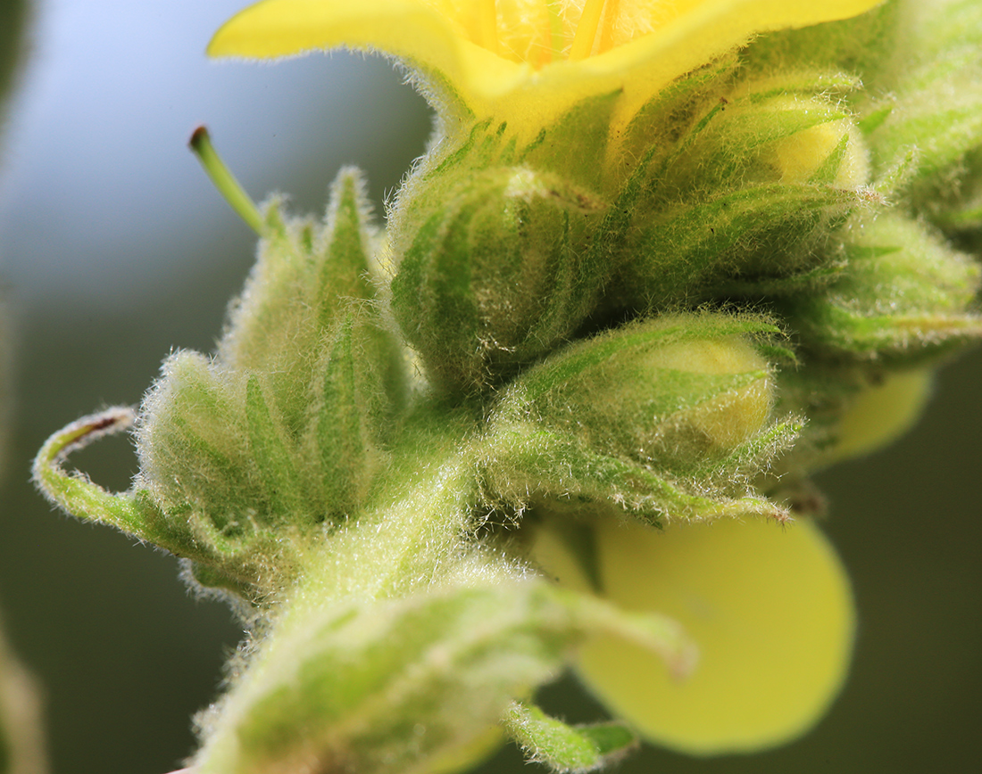 Image of Verbascum thapsus specimen.