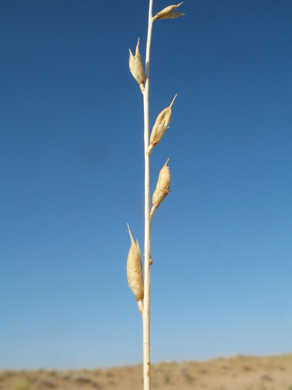 Image of Astragalus eremospartoides specimen.