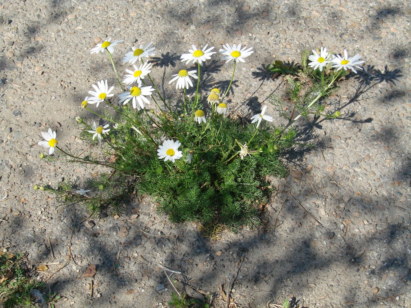 Image of Tripleurospermum inodorum specimen.