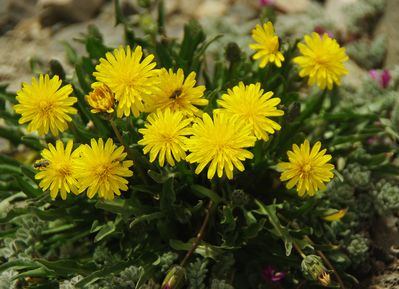 Изображение особи род Taraxacum.