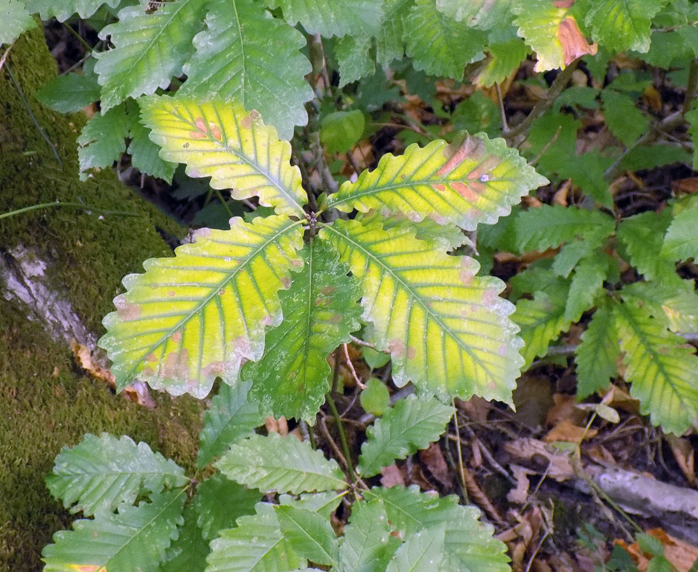 Изображение особи Quercus iberica.