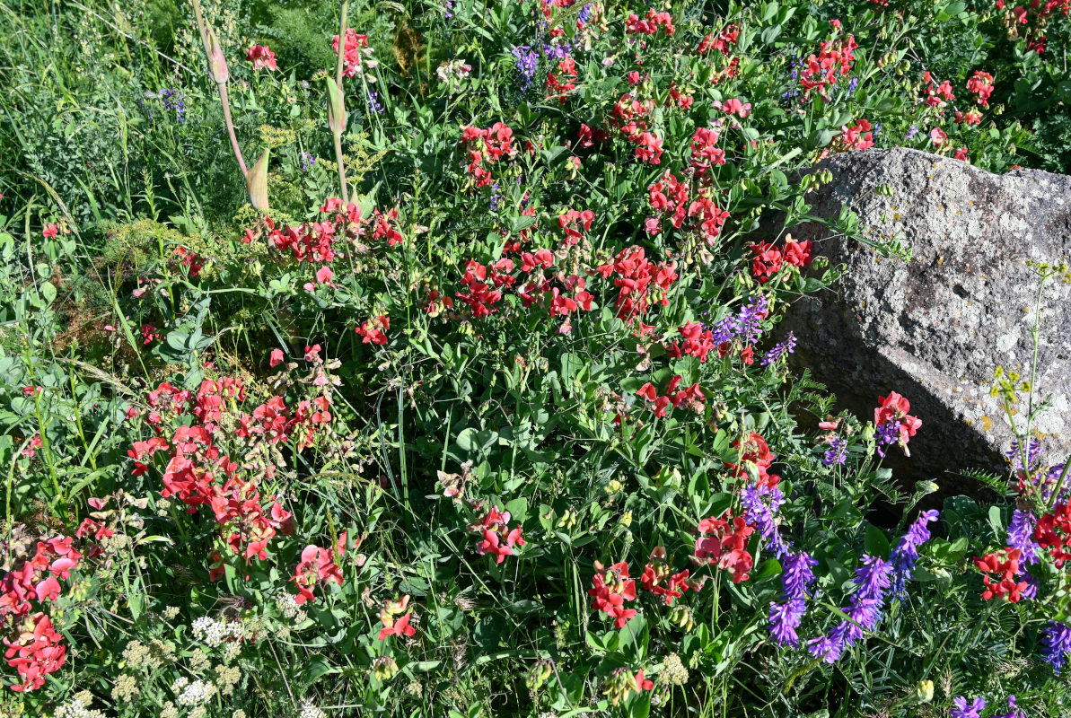 Изображение особи Lathyrus miniatus.