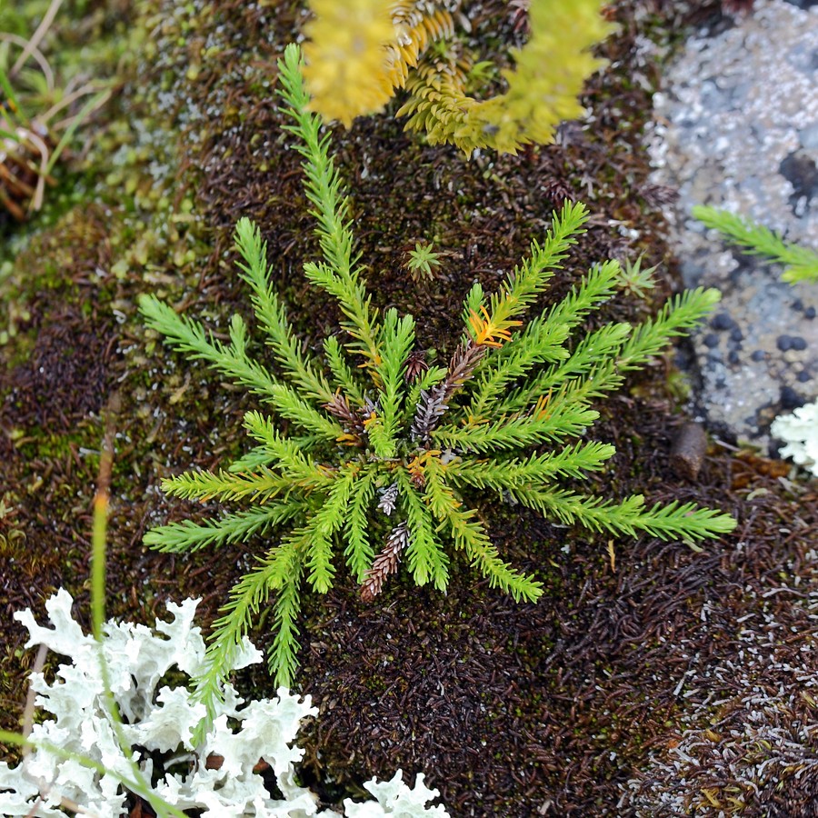 Image of Harrimanella hypnoides specimen.