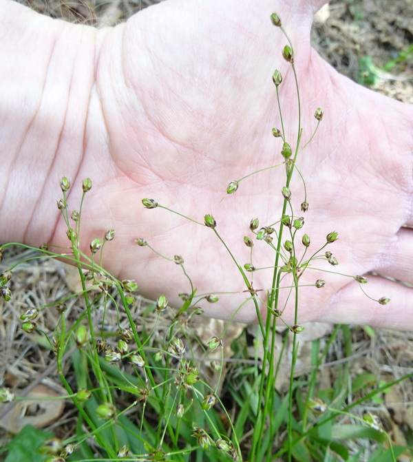 Image of Luzula pilosa specimen.