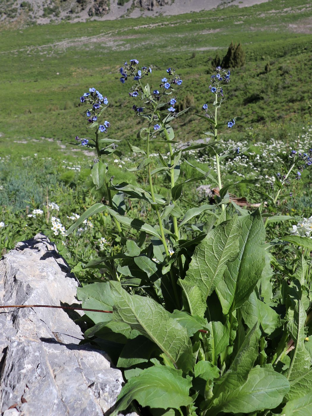 Image of Cynoglossum capusii specimen.