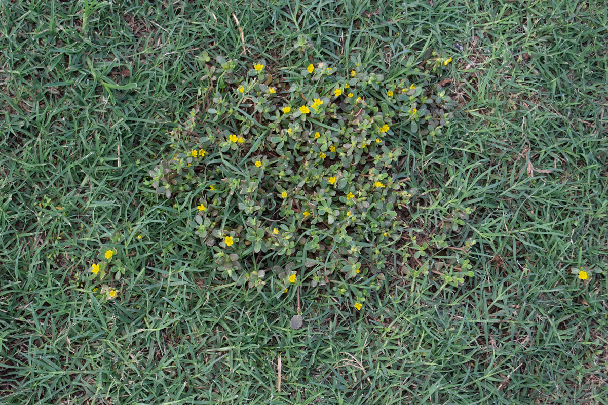 Image of Portulaca oleracea specimen.