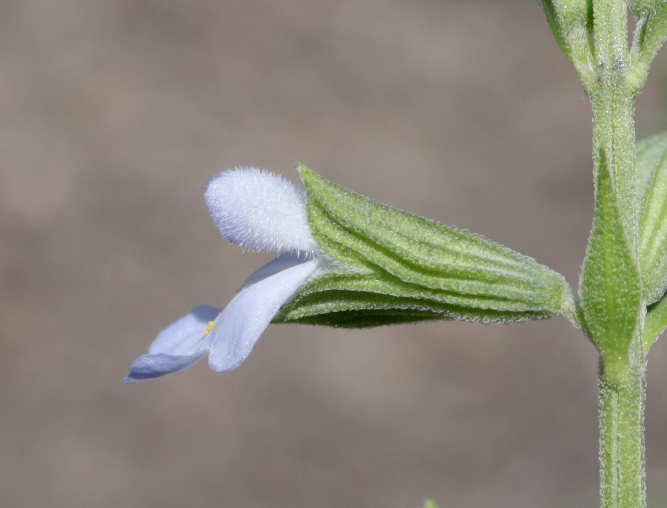 Изображение особи Salvia reflexa.