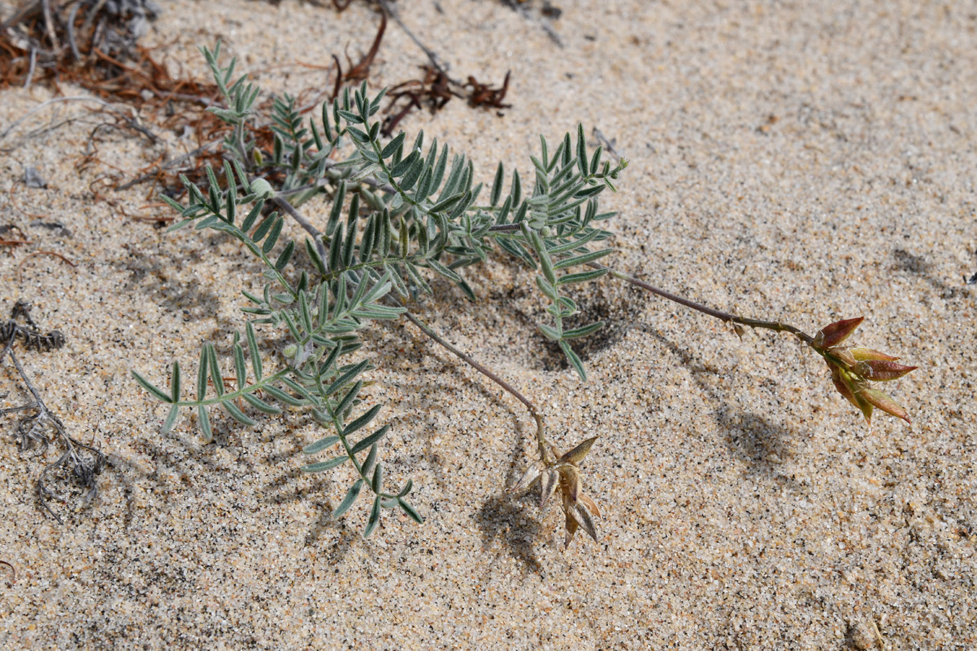 Image of Astragalus olchonensis specimen.