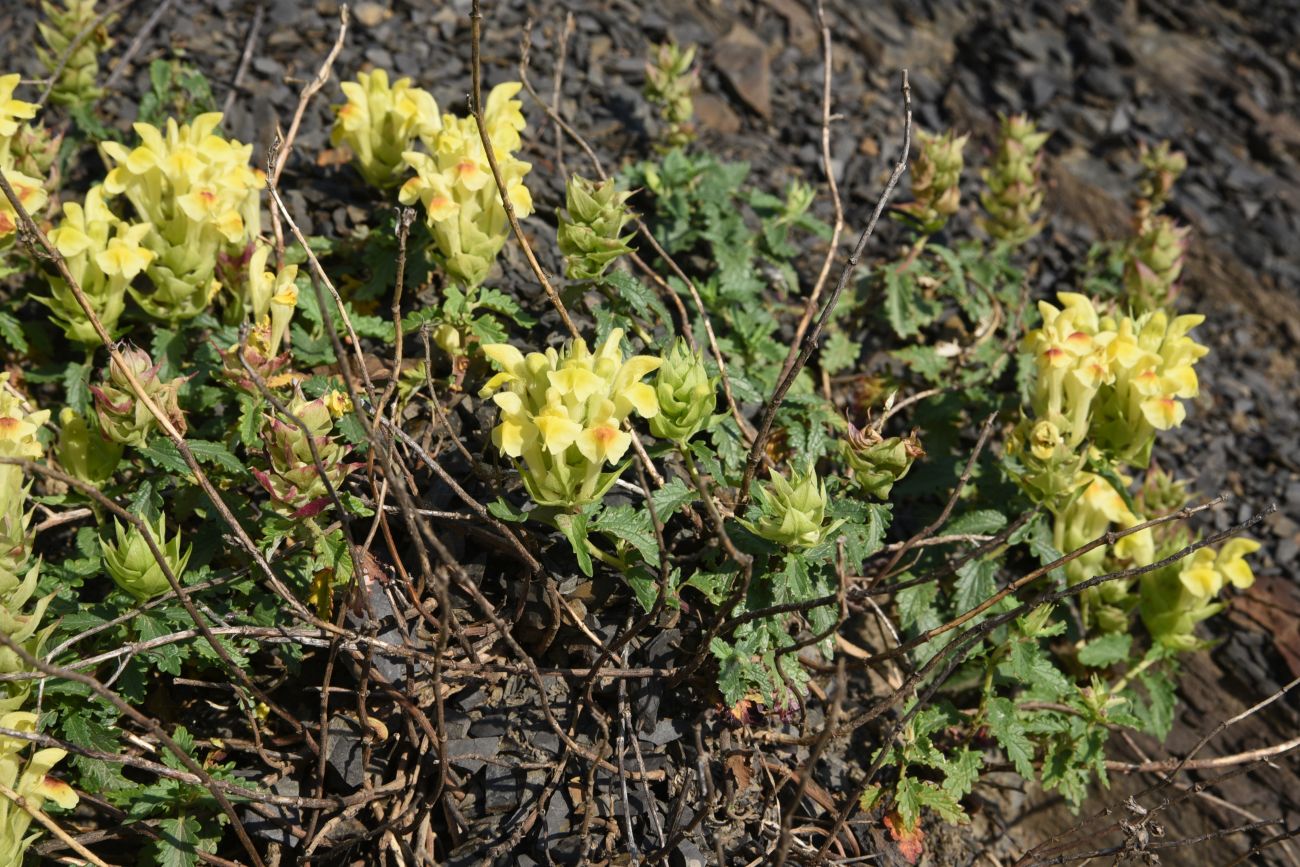 Image of Scutellaria raddeana specimen.