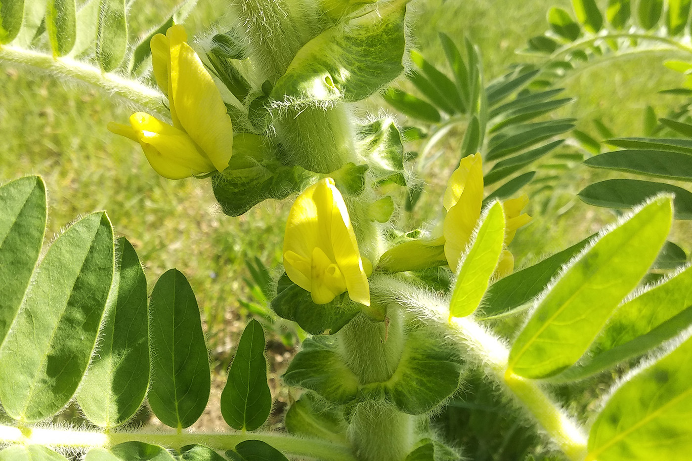 Изображение особи Astragalus sieversianus.