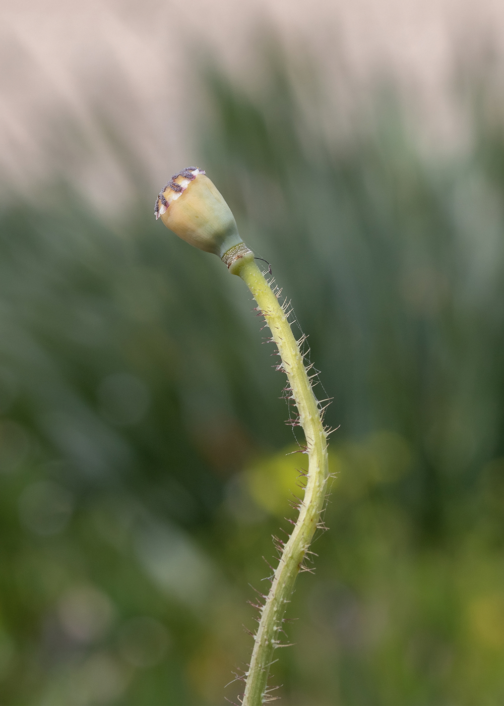 Изображение особи Papaver umbonatum.