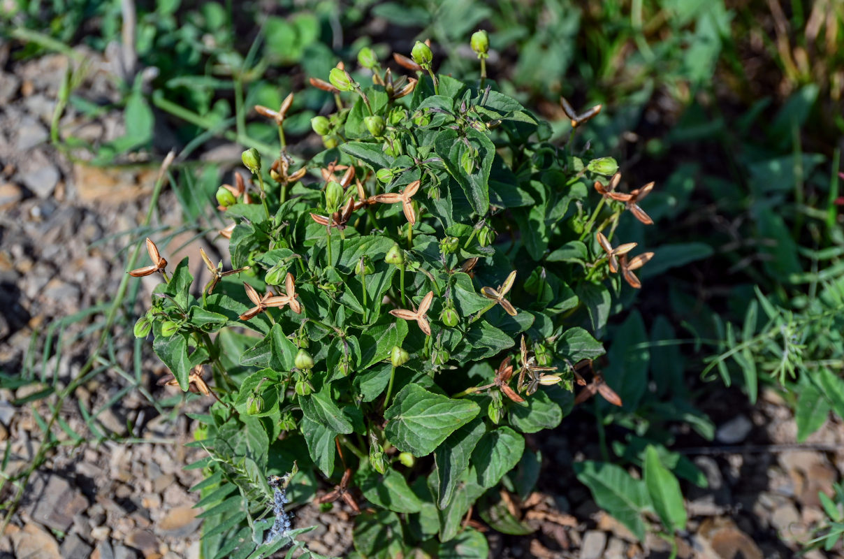 Image of Viola canina specimen.