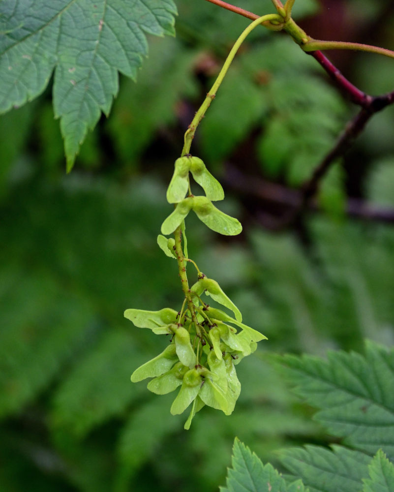 Image of Acer ukurunduense specimen.