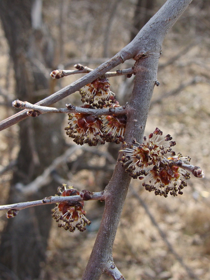 Image of Ulmus pumila specimen.