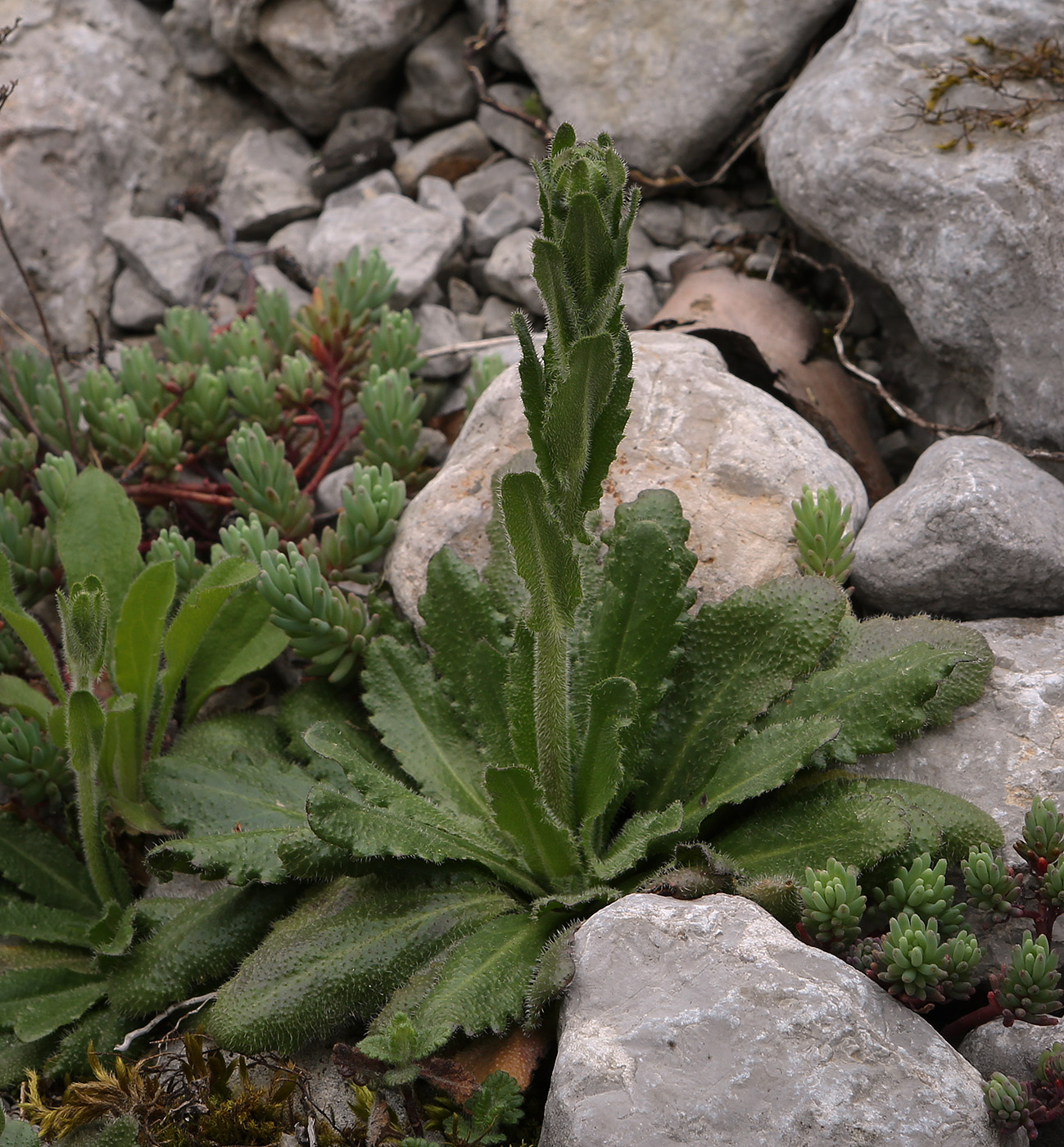 Image of Arabis sagittata specimen.