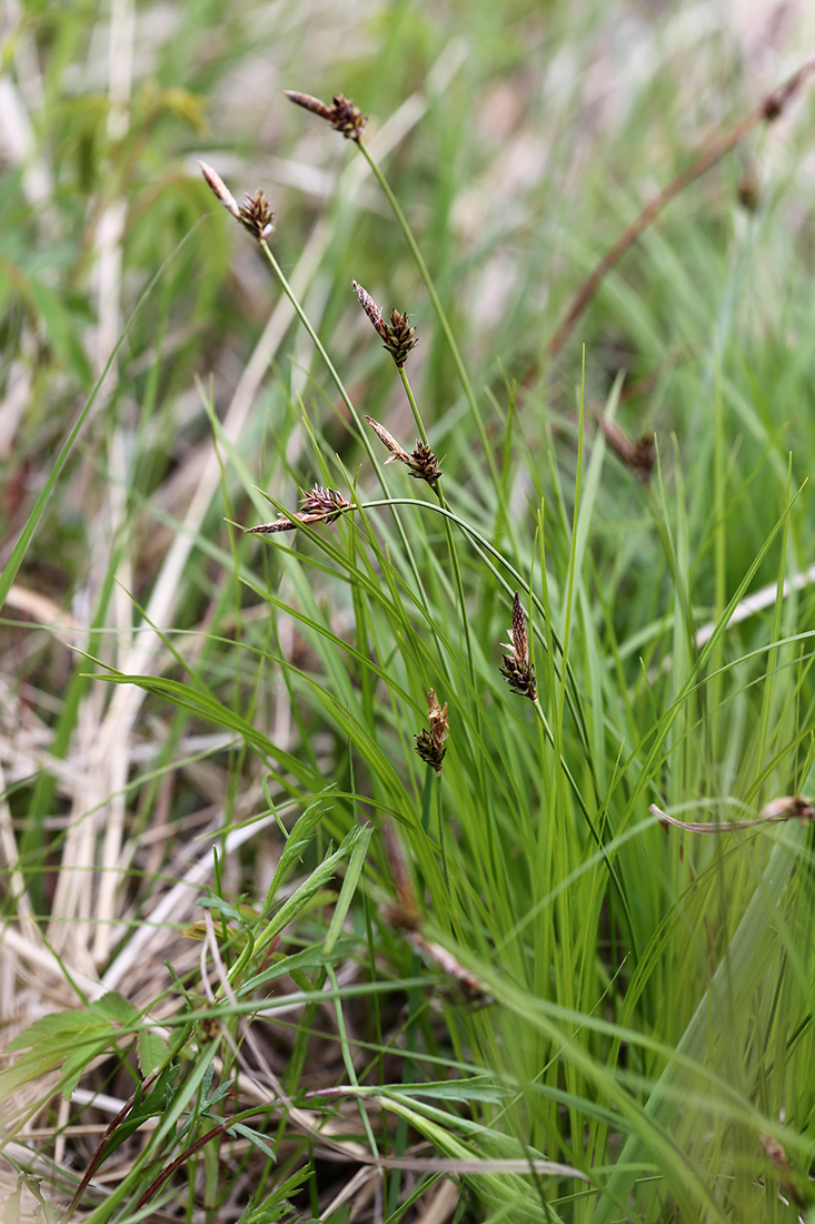 Image of Carex ulobasis specimen.