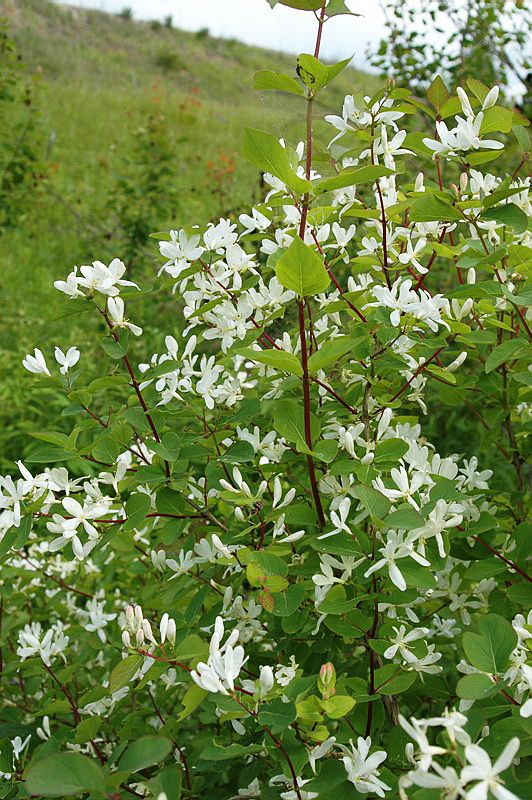 Image of Lonicera tatarica specimen.