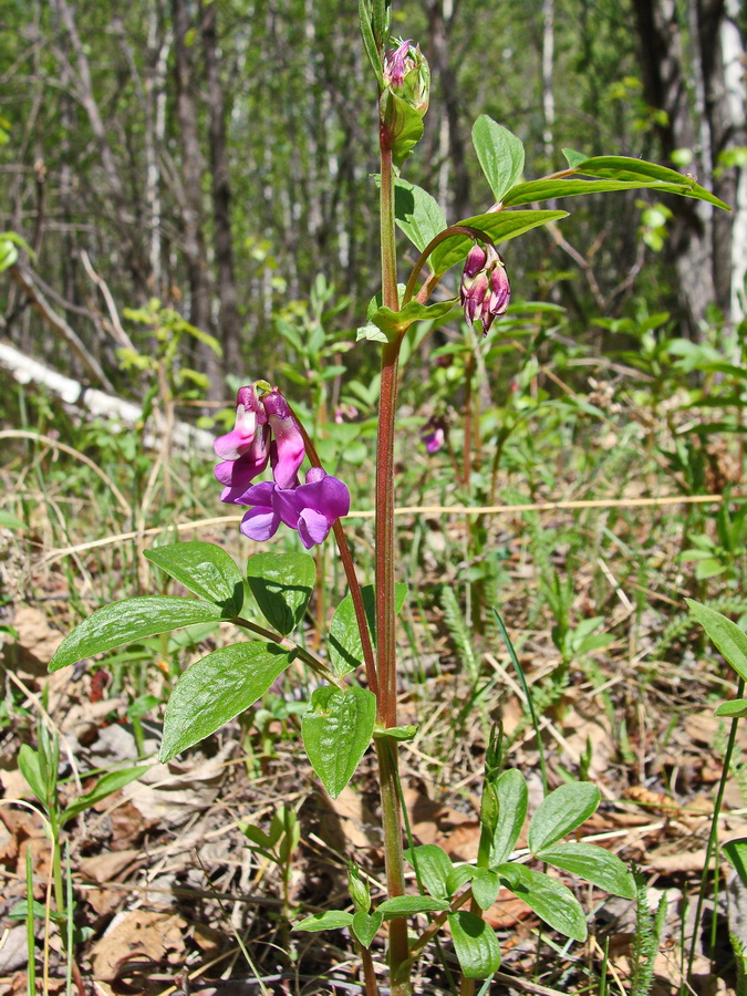 Изображение особи Lathyrus komarovii.