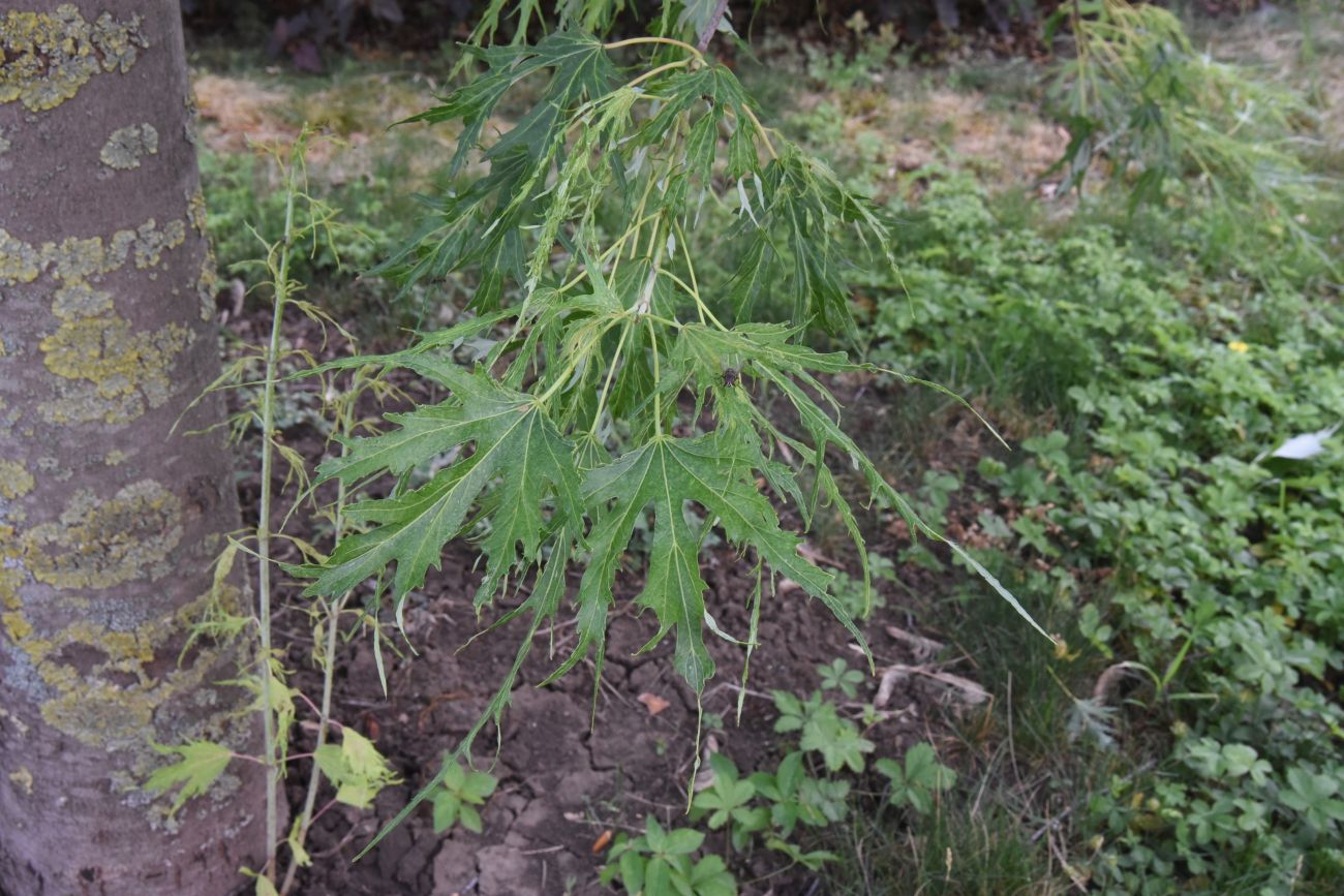 Image of Acer saccharinum specimen.