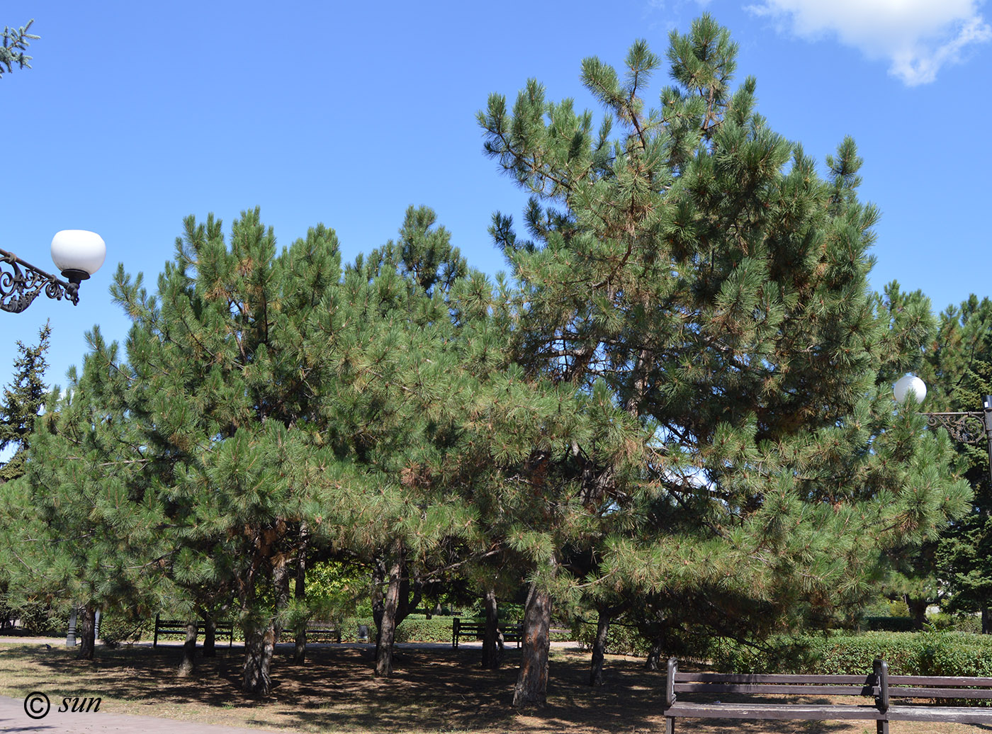 Изображение особи Pinus nigra.