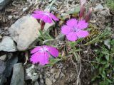 Dianthus versicolor. Цветущее растение. Восточный Казахстан, Южный Алтай, хр. Сарымсакты, пер. Бурхат, ≈ 1800 м н.у.м., россыпь под разрушенными скалами. 4 июля 2024 г.