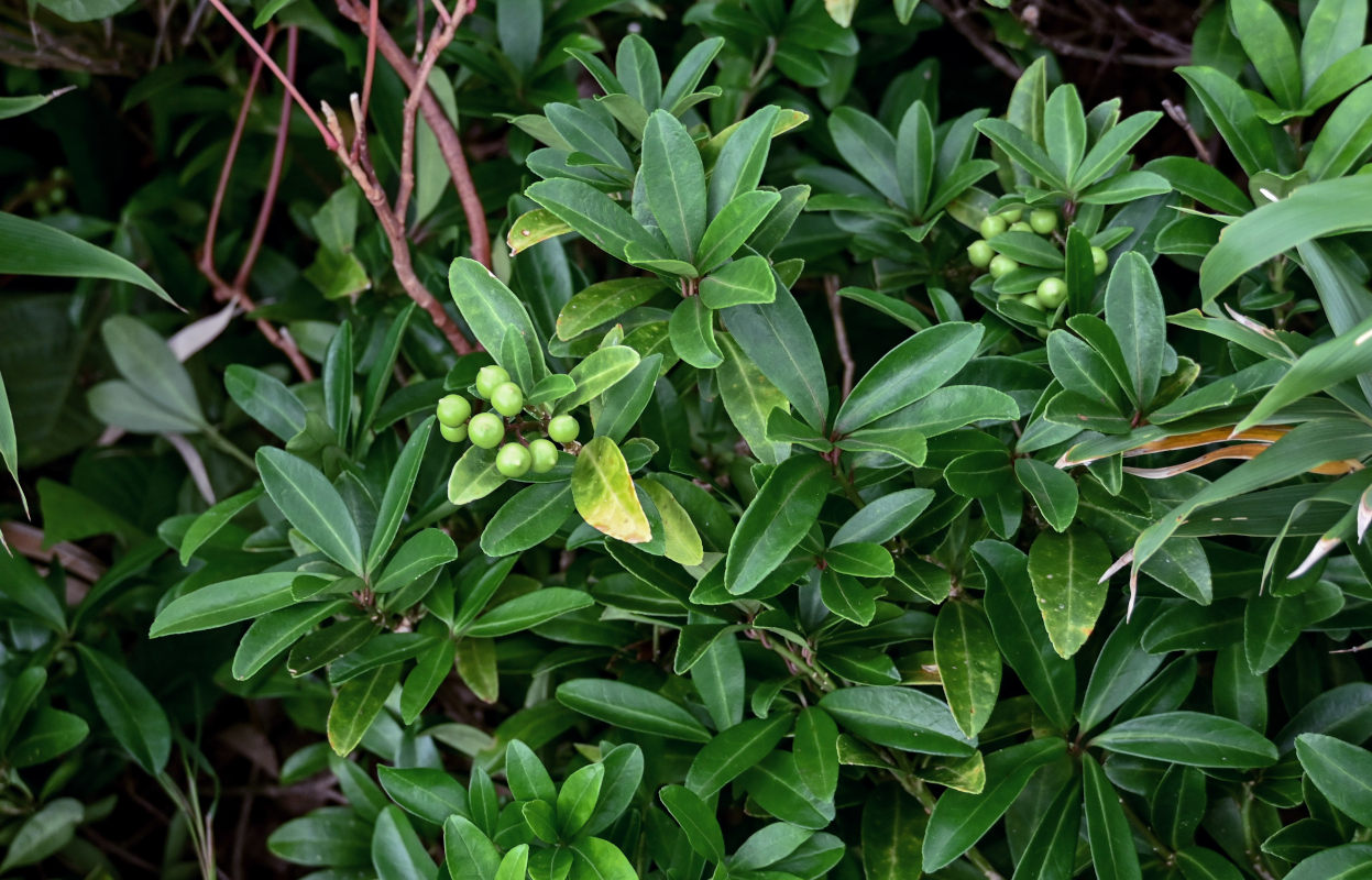 Изображение особи Skimmia repens.