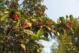 Crataegus submollis