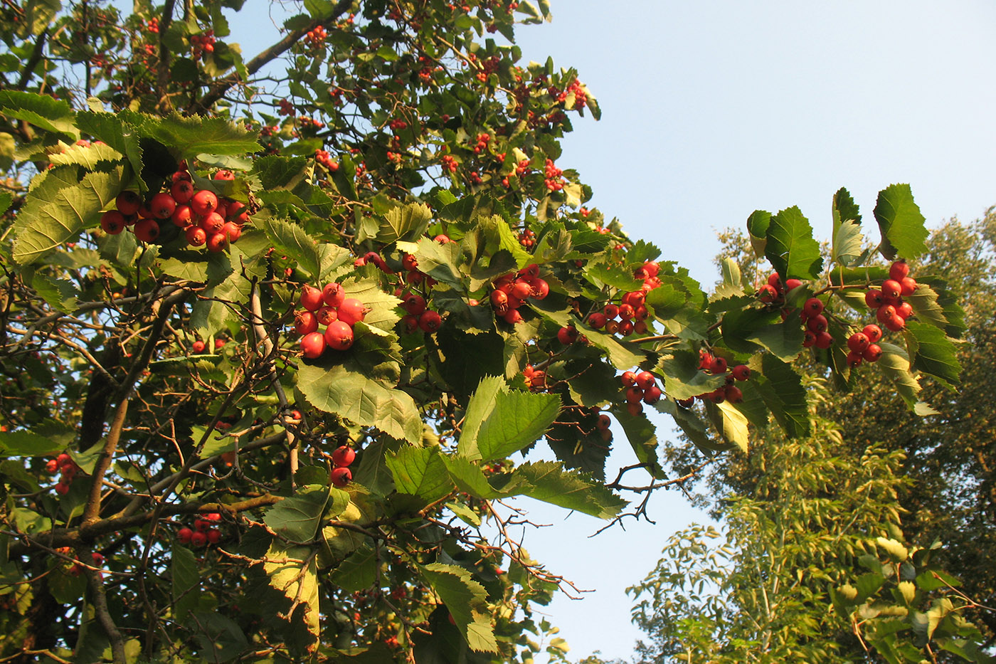 Image of Crataegus submollis specimen.