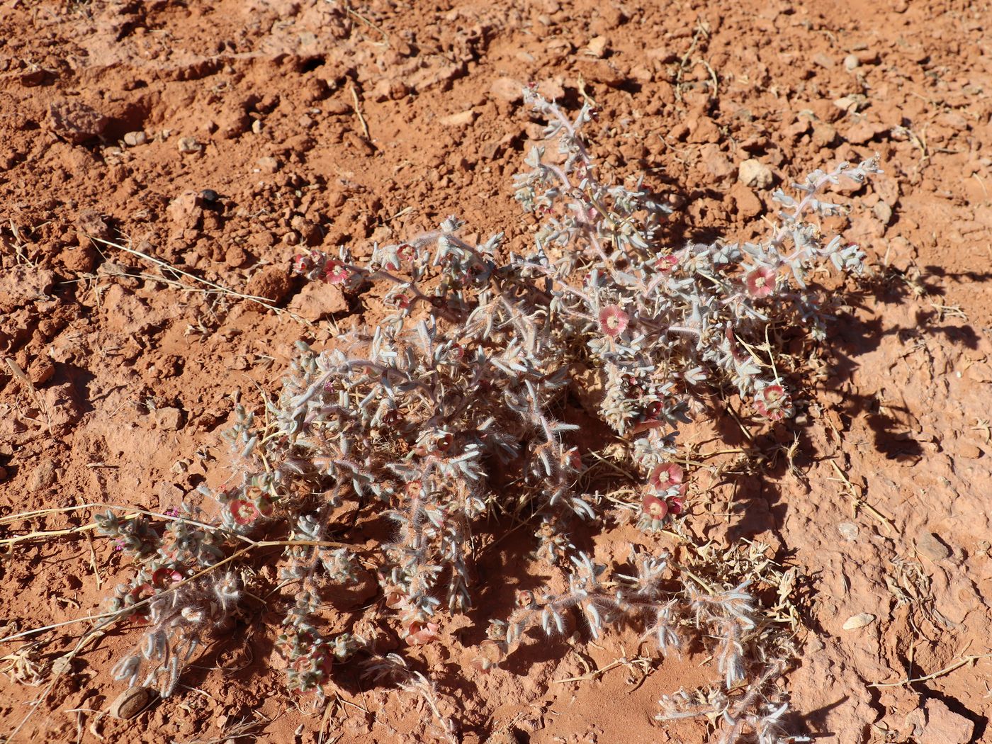 Image of Salsola vvedenskyi specimen.