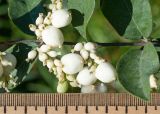 Symphoricarpos albus разновидность laevigatus. Часть побега с соплодиями с плодами и завязями. Краснодарский край, Крымский р-н, станица Неберджаевская, приусадебный участок, в культуре. 22.09.2024.