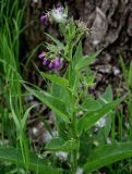 Symphytum officinale. Верхушка цветущего растения (на верхнем соцветии лежат семена Salix). Московская обл., г. Железнодорожный, берег Саввинского пруда, окраина ивняка. 16.06.2024.