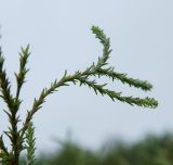 unknown species. Верхушка веточки в каплях дождя. Башкортостан, Ишимбайский р-н, вдоль тропы на шихан Торатау. 8 сентября 2023 г.