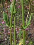 Rumex acetosa. Средняя часть цветущего растения. Магаданская обл., г. Магадан, мкр-н Солнечный, около технического водохранилища магаданской ТЭЦ, разнотравный склон. 27.07.2024.