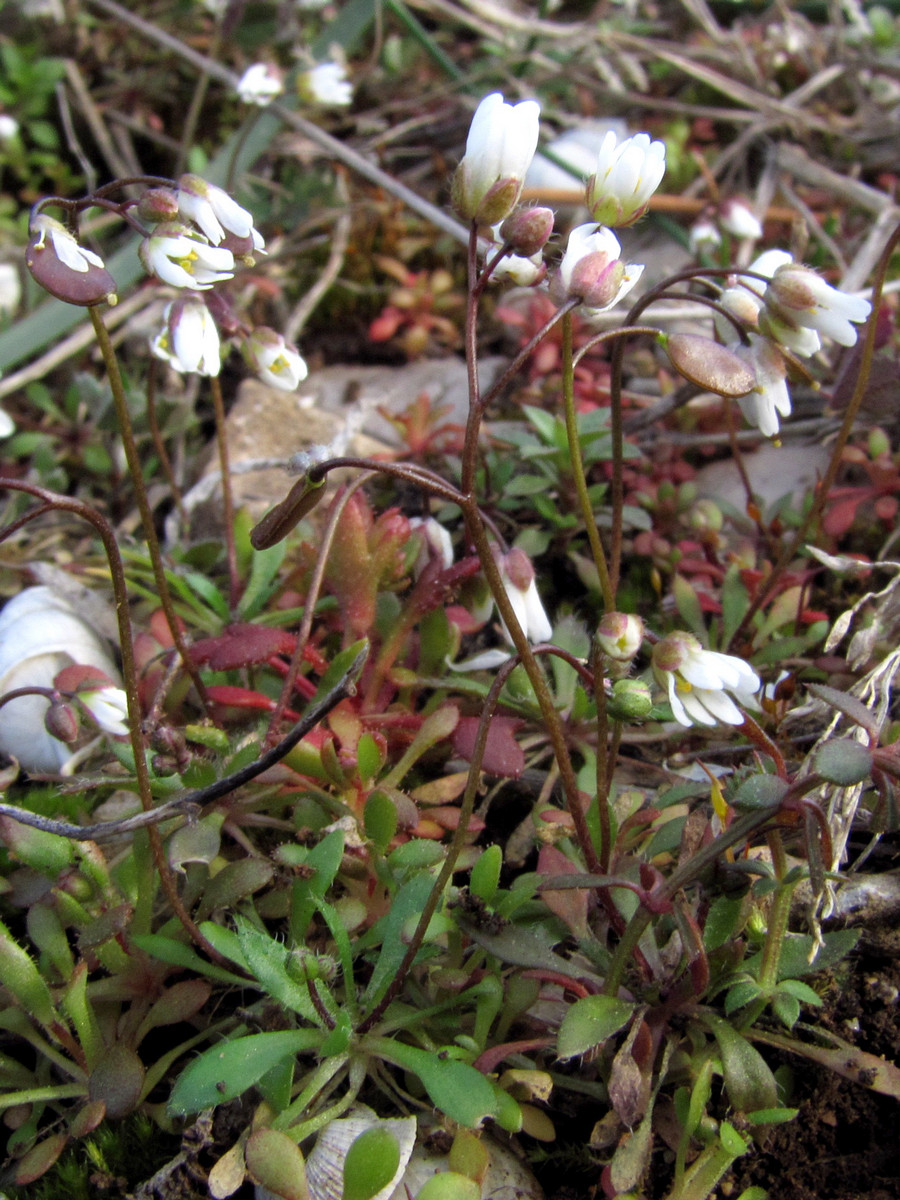 Image of Erophila praecox specimen.