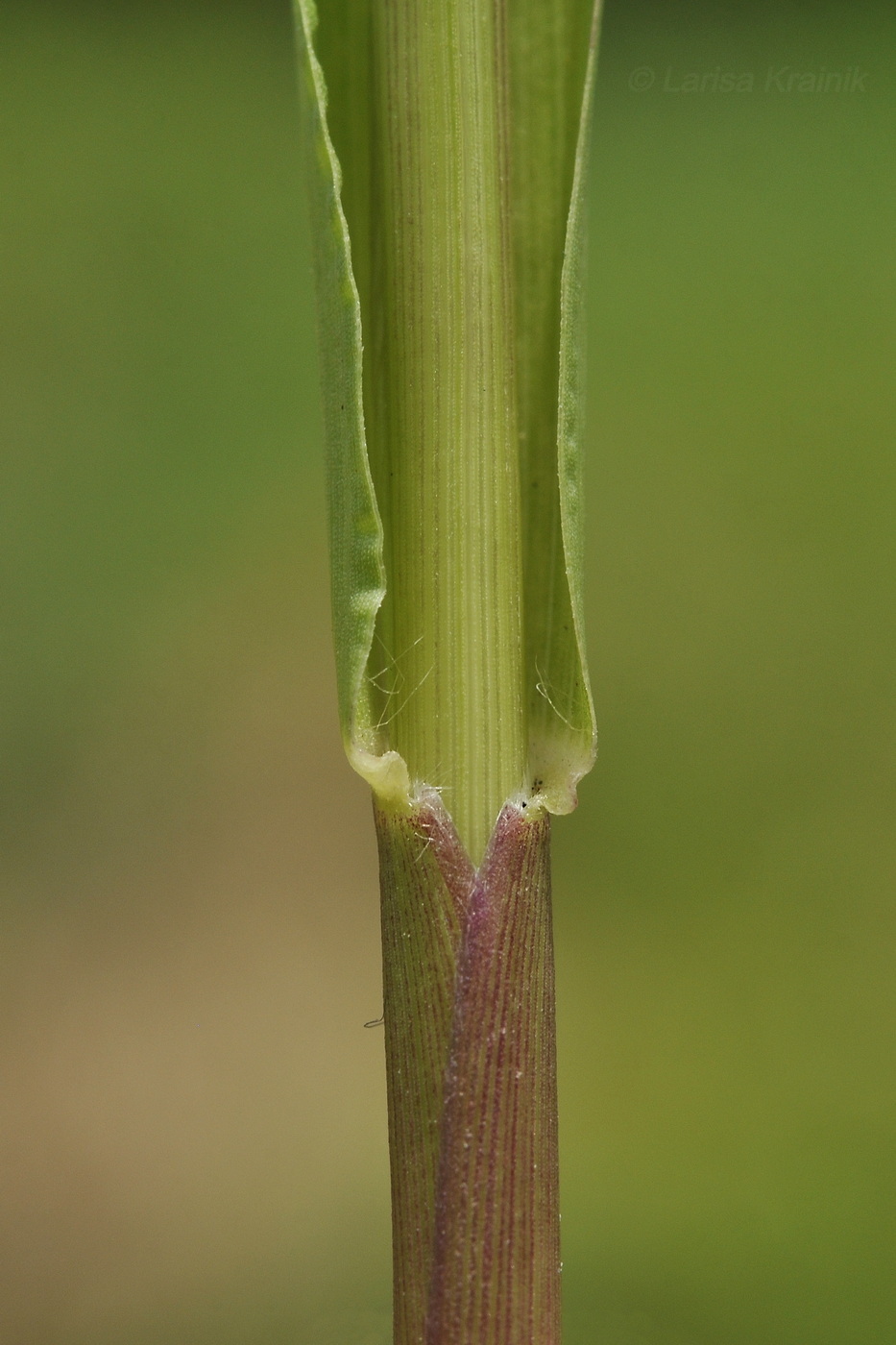 Image of Cenchrus echinatus specimen.