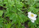 Anemonastrum villosissimum