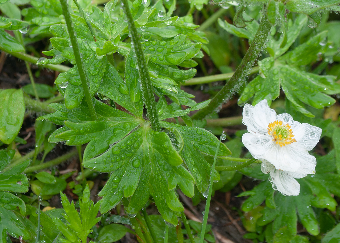 Изображение особи Anemonastrum villosissimum.