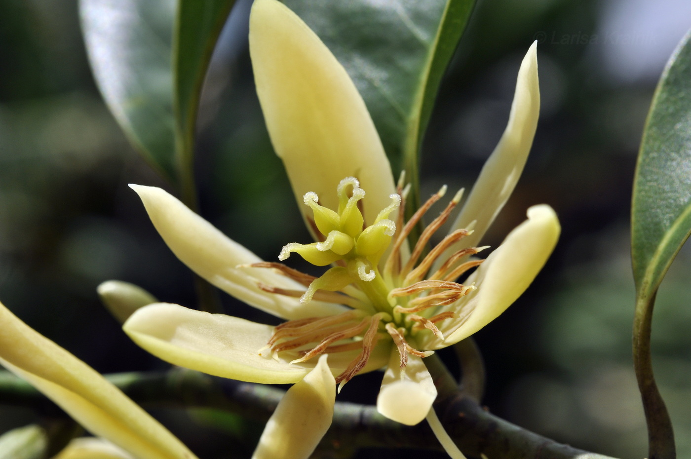 Image of Michelia champaca specimen.