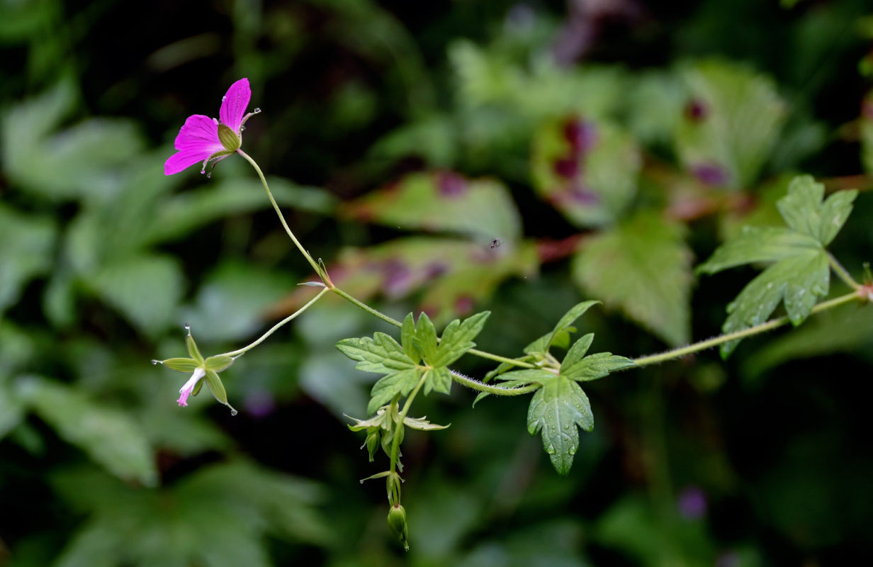 Image of Geranium palustre specimen.